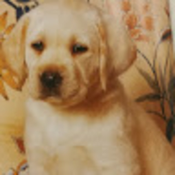 Meet your Posher, Claire - Picture 1 of 1